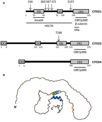 Exploring the role of CITED transcriptional regulators in the control of macrophage polarization